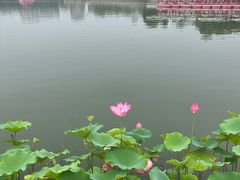 -莲花池公园