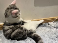 -lincat·猫舍(广州店)