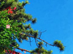 -泰山风景名胜区