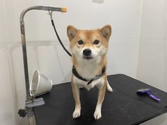 -電力宠物公司(武定路店)