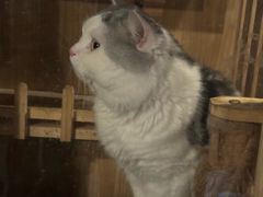 -Mr.Fox狐狸先生超级密室(南山店)