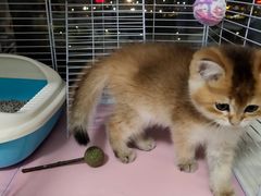 -屋虎猫馆(宝安大仟里店)