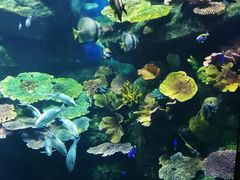 -暹罗海洋世界