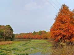 -上海海湾国家森林公园