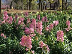 -天适樱花悠乐园