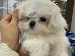 -翊宠yipet猫狗购宠庄园犬舍•猫舍