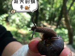 -九曜山