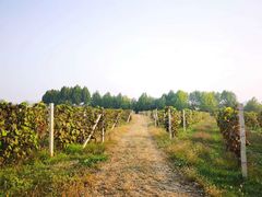 -安德鲁户外烧烤帐篷营地(马泉营店)