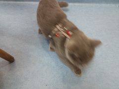 -博特宠物医院24h犬猫全科.骨科·异宠