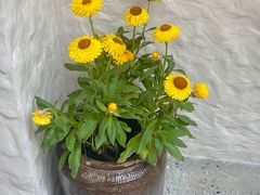 -Laures·月桂西班牙碳烤餐厅(十尚坊店)