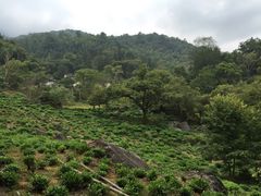 石台牯牛降-石台牯牛降景区