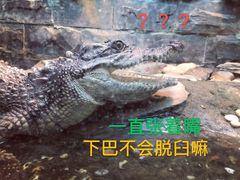 -上海大自然野生昆虫馆(东方明珠·爬宠昆虫探索中心)