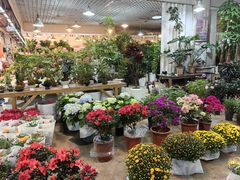 -双季花艺园艺市场(浦东店)