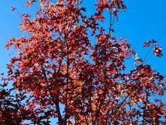 -北京西山国家森林公园