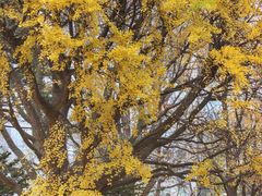 -北海道厅旧本厅舍(旧本庁舎)