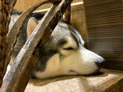 -more than meow吴止猫主题餐厅(承德 中船汇店)