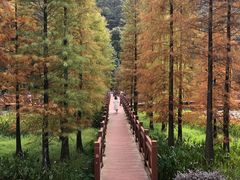 -广州市石门国家森林公园