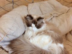 -滚猫咖啡·猫咖·猫友好撸猫(未来城店)