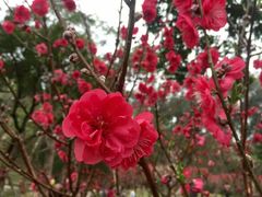 -桃花涧