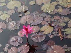 -国家植物园南园