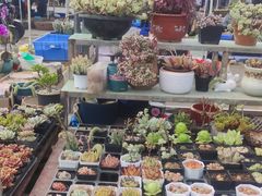 -中环花鸟鱼虫市场