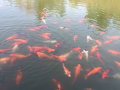 iphone_upload_pic-天目湖山水园