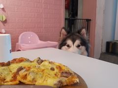 -百好乐宠物友好餐厅(朝外大街店)