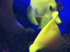 -迪拜水族馆及水下动物园
