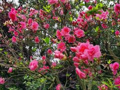 -梧桐山风景名胜区