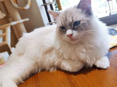 -藏猫猫咖啡主题馆(中央大道店)