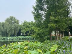 -金银湖国家城市湿地公园
