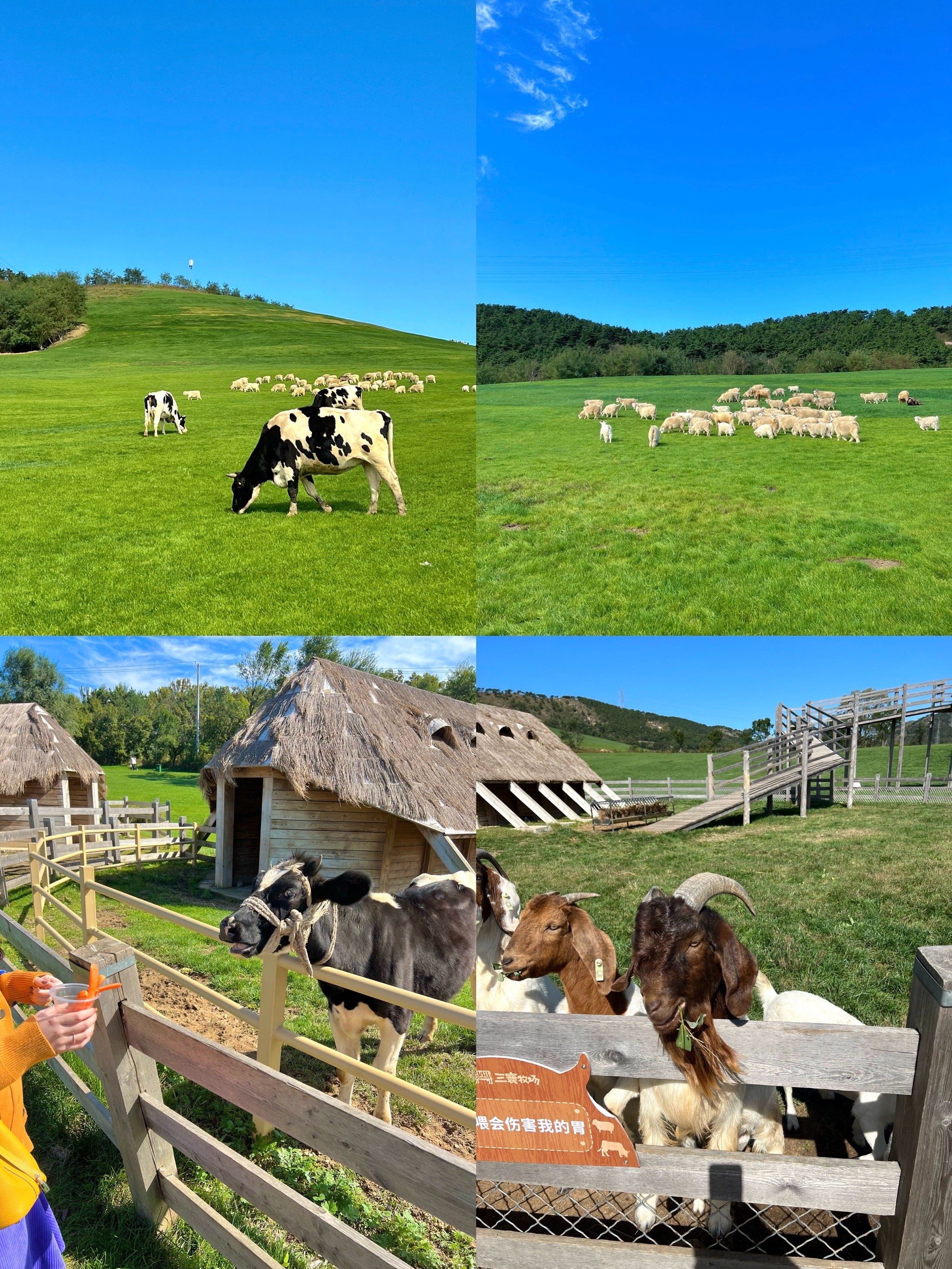 ☘️风吹草地见小羊肉串🐑🐄