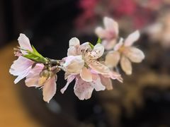 -桃源咖啡厅(武夷山大红袍山庄店)