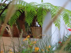 -自由生长植物工作室(深港花卉中心店)
