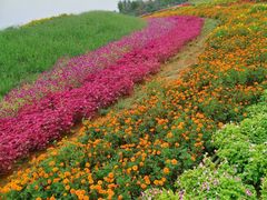 -紫颐香薰山谷景区