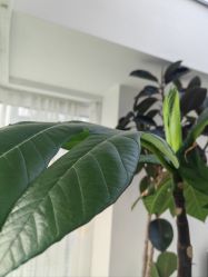 -HEYAN荷妍专业脱毛连锁机构