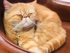 -猫小院猫主题餐厅(三里屯店)