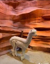 -酷嗒动物文化乐园(cutezoo西溪乐天城店)