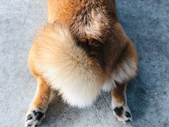 -柴犬高等学院·狗咖·柴犬售卖·宠物训练