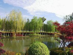 -九科绿洲