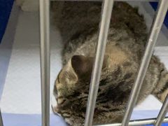 -中农国际动物医院24小时·猫科·骨科·急重症中心