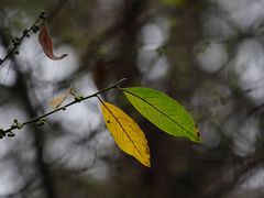 -铁山坪森林公园