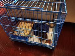 -凯瑞希宠物医院·狂犬免疫·微创·皮肤科