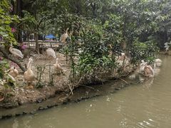 -广州长隆飞鸟乐园