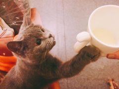 -猫色咖啡·猫咖