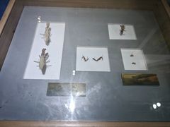 -上海昆虫博物馆