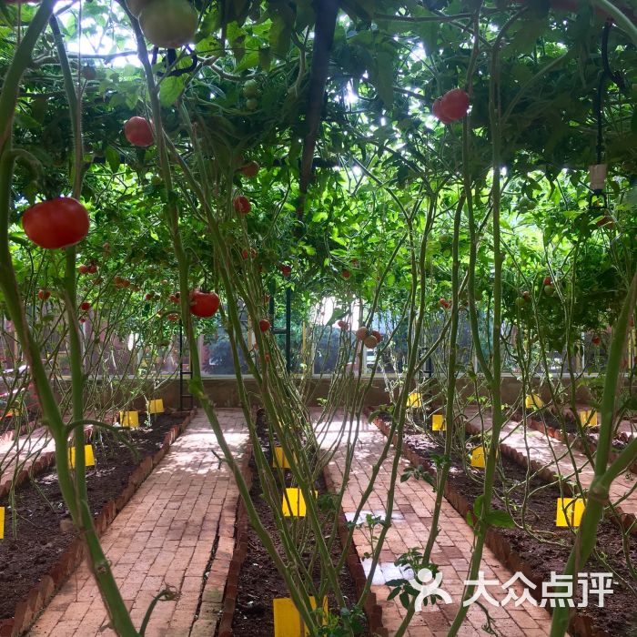 一丘田杨梅庄园-图片-富民县美食-大众点评网