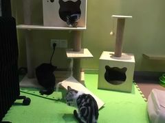 -东方名猫馆·英短金渐层布偶猫舍(环线广场1号楼店)