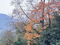 -西湖风景区十里琅珰-五云山