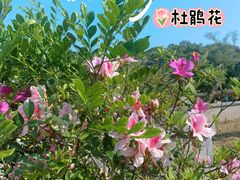 -四海公园(南山区)